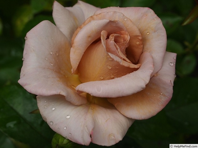 'Stephen Rulo' rose photo