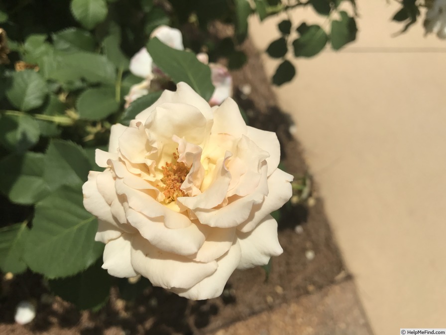 'Ann Cox Chambers ™' rose photo