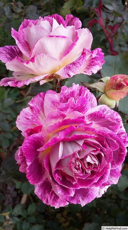 'Kathryn (floribunda, Rawlins, 2010)' rose photo