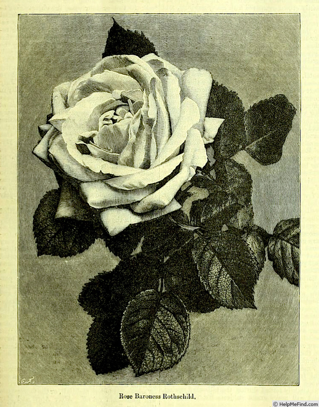 'Baroness Rothschild' rose photo