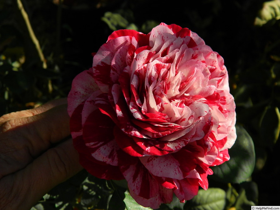 'Raspberry Stripe JJEL' rose photo