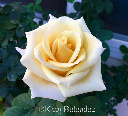 'Gift of Love' rose photo