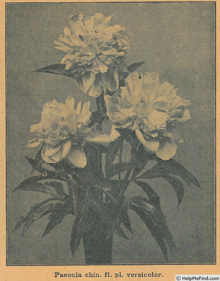 'Versicolor (hybrid lactiflora)' peony photo