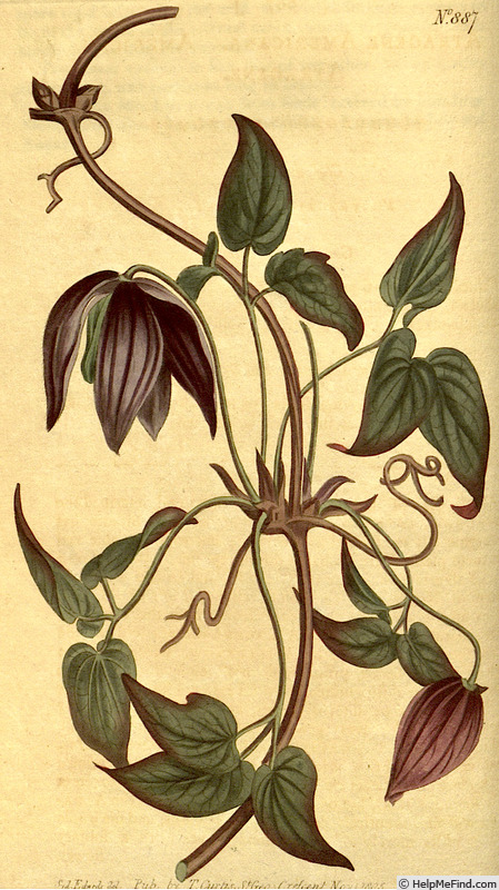'<i>Clematis occidentalis</i> (Hornem.) DC. var <i>occidentalis</i>' clematis photo