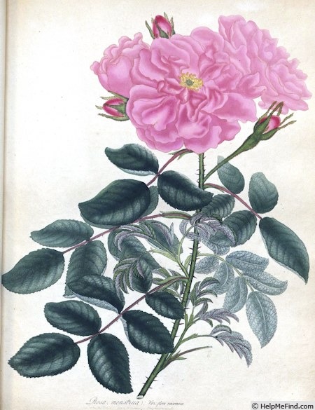 '<i>R. menstrua</i> var. <i>flore racemoso</i> Andr. synonym' rose photo