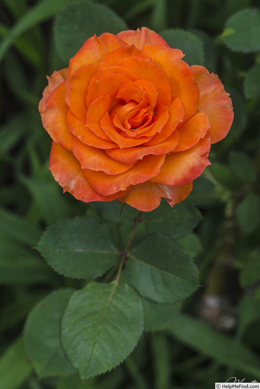 'Orange Adam' rose photo