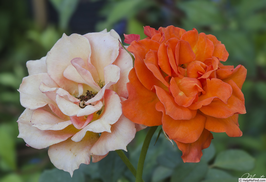 'Orange Adam' rose photo