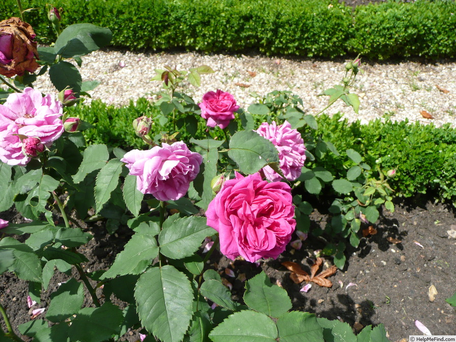 'Amédée de Langlois' rose photo
