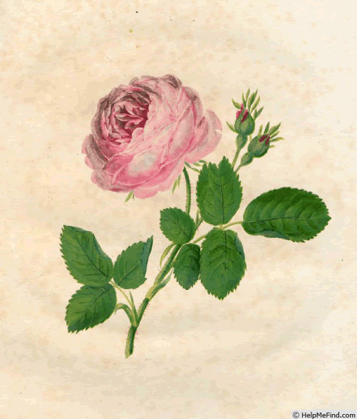 '<I>Rosa centifolia</I> L.' rose photo