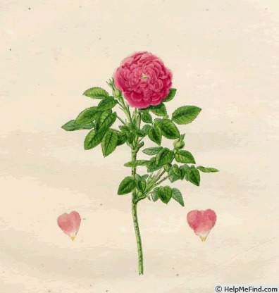 '<i>Rosa burgundiaca</i> Pers.' rose photo