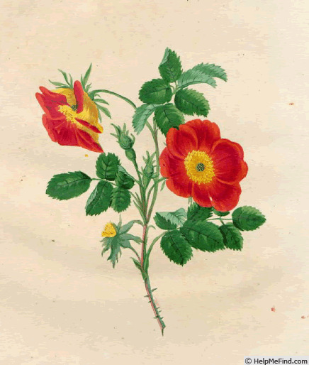'R. lutea punicea' rose photo