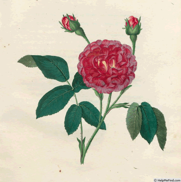'<i>Rosa damascena rubro-purpurea</i> Röss.' rose photo