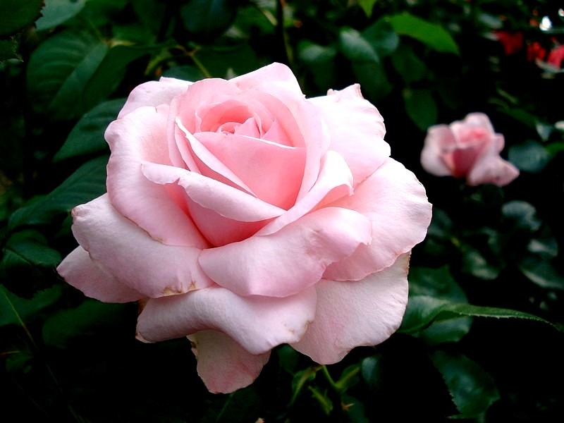 'Carole Bouquet' rose photo
