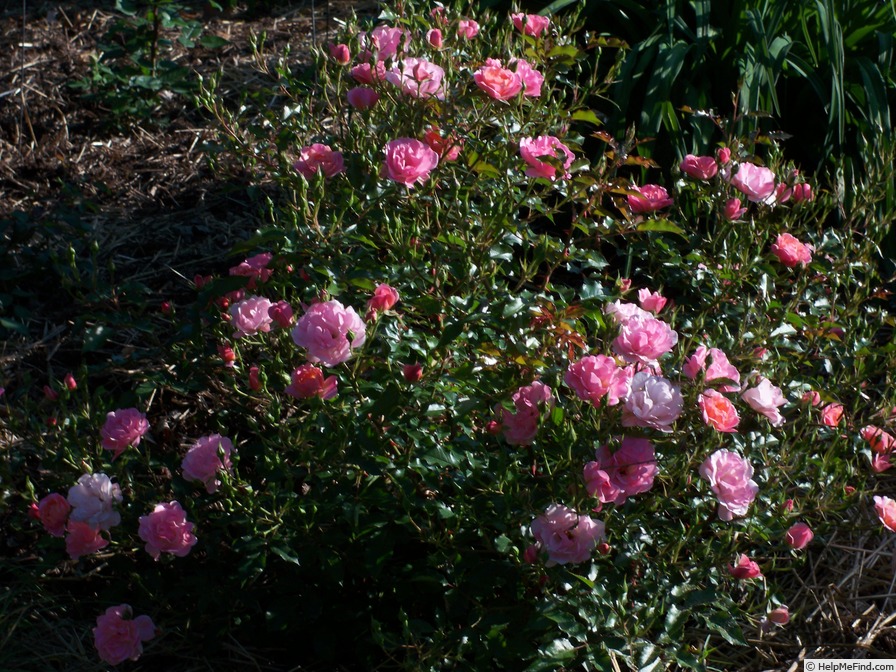 'Maxi Vita®' rose photo