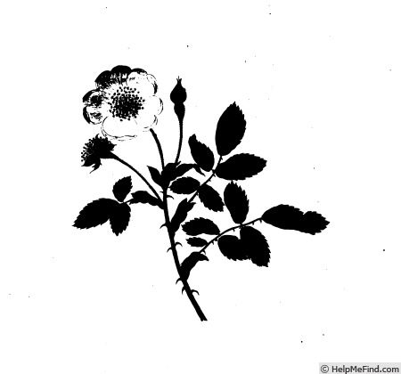 'R. sempervirens' rose photo