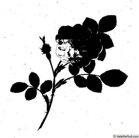 'Anglica alba' rose photo
