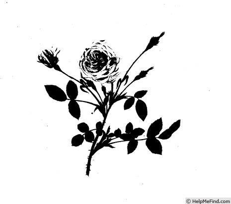 'R. pomponia' rose photo