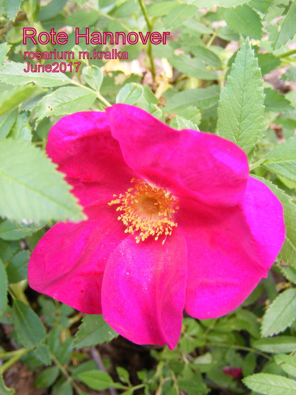 'Rote Hannover' rose photo