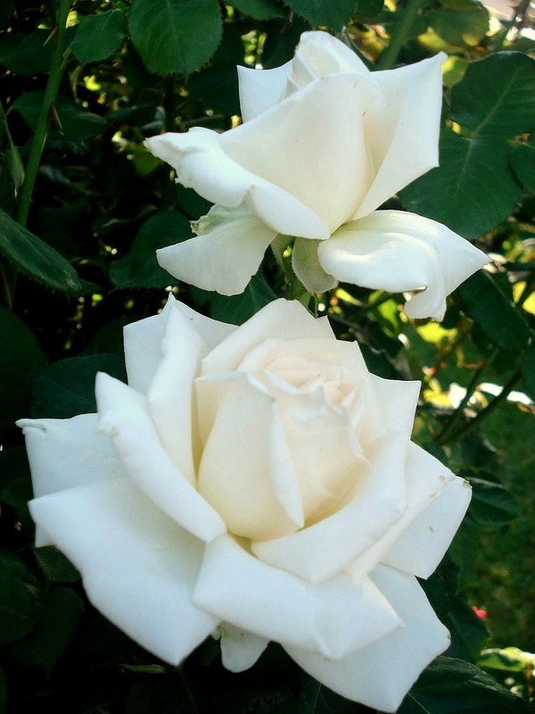 'Royal Philharmonic' rose photo