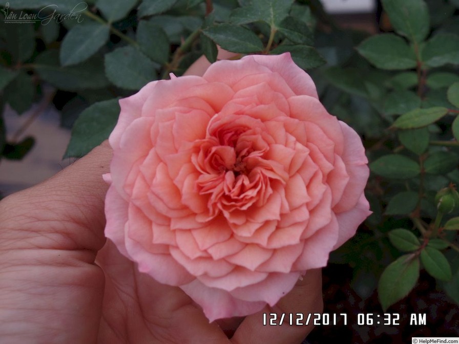 'André Turcat ®' rose photo