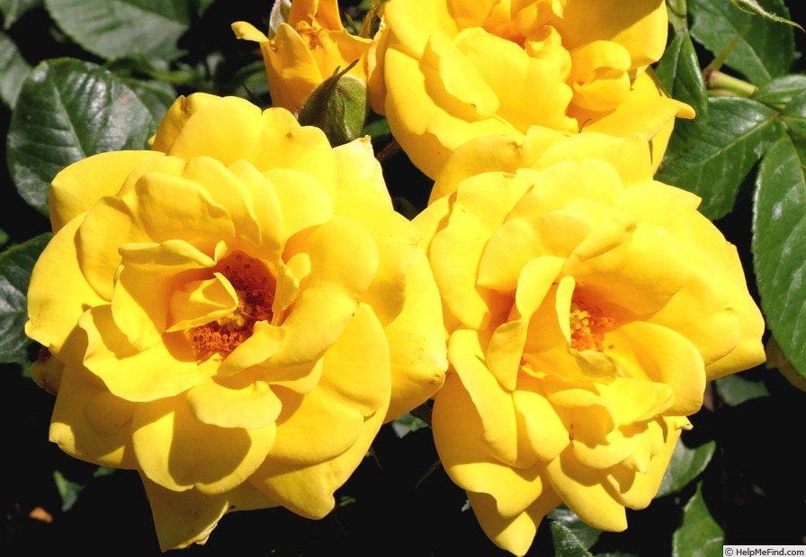 'Shockwave™ (floribunda, Carruth 2006)' rose photo