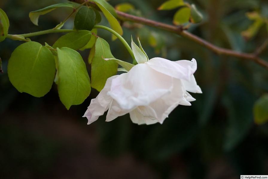 'Grimpant Mrs. Herbert Stevens' rose photo