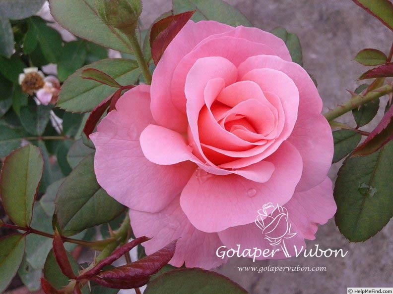 'Beryl Wearmouth' rose photo