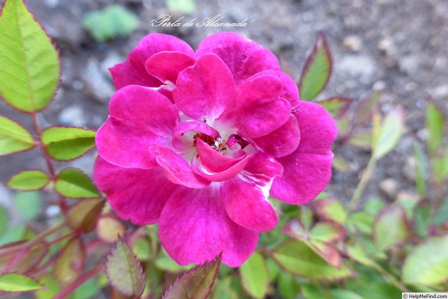 'Perla de Alcanada' rose photo