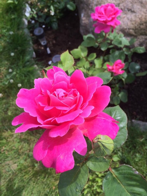 'Ardienta' rose photo