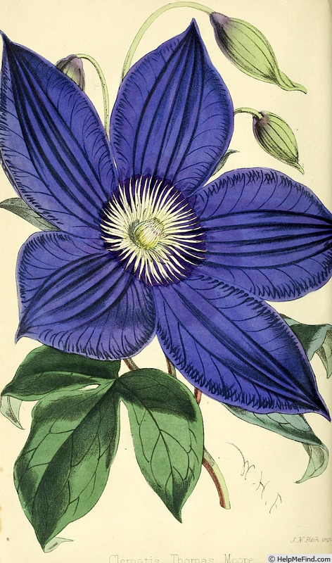 'Thomas Moore' clematis photo