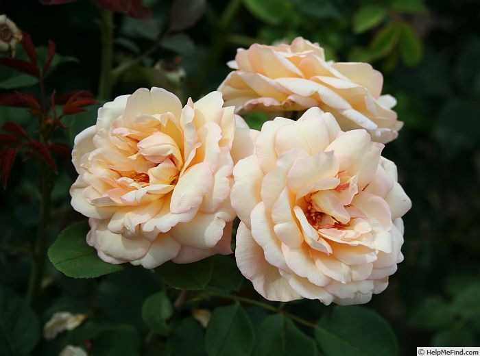 'A Touch of Flair' rose photo