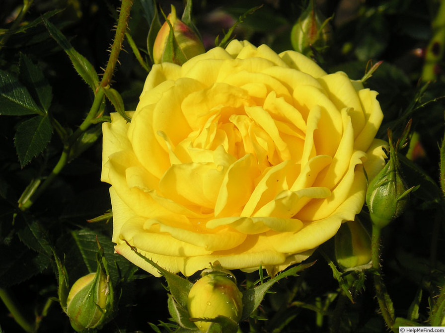 'Bobby Dazzler (floribunda, Smith before 2008)' rose photo