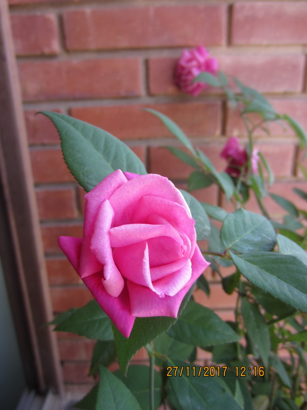 'Papa Gontier' rose photo