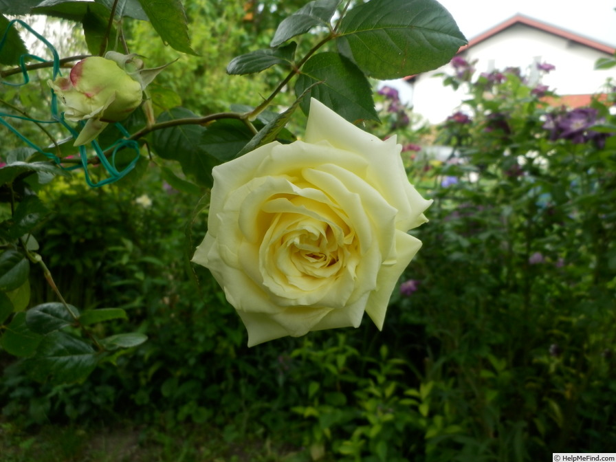 'TANefle.' rose photo