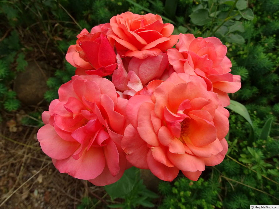 'Beautiful Britain' rose photo