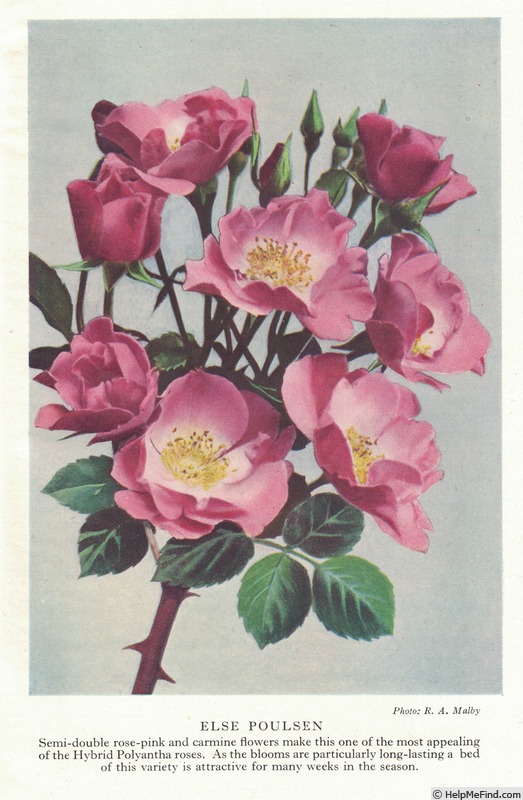 'Else Poulsen' rose photo