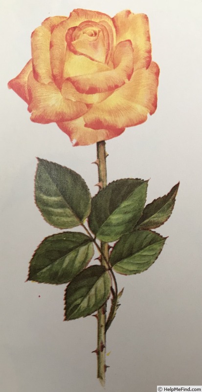 'American Heritage ® (hybrid tea, Lammerts, 1965)' rose photo