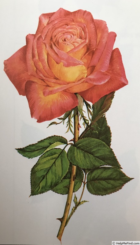 'Granada (hybrid tea, Lindquist, 1963)' rose photo