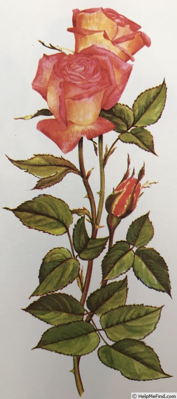 'Shot Silk, Cl. (cl. pernetiana, Knight, 1931)' rose photo