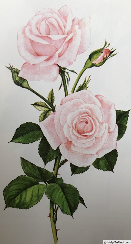 'Dr. W. Van Fleet' rose photo