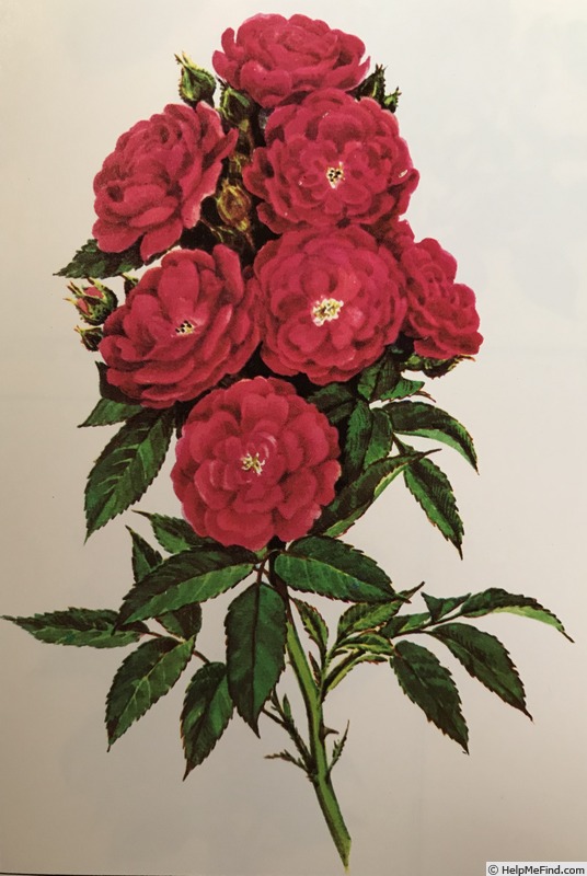 'Happy (polyantha, de Ruiter, 1954)' rose photo