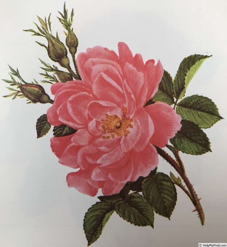 'Rosier des Quatre Saisons' rose photo