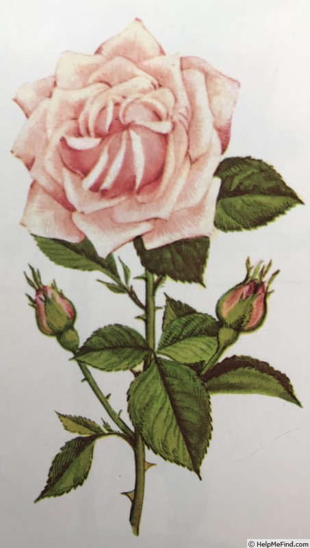 'Mabelle Stearns' rose photo