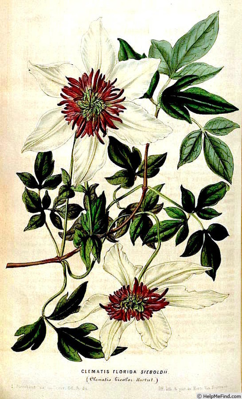 'C. florida 'Sieboldiana'' clematis photo