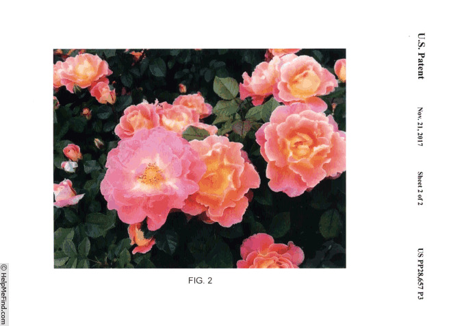 'RADpetals' rose photo