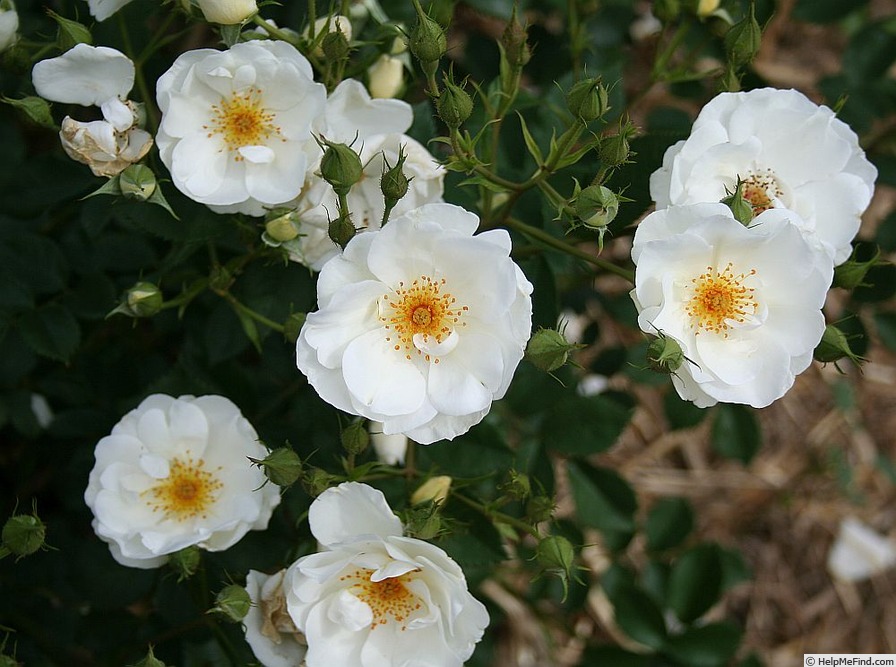 'White Ambrosia' rose photo