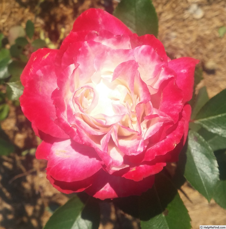 'Candy Cane Cocktail™' rose photo