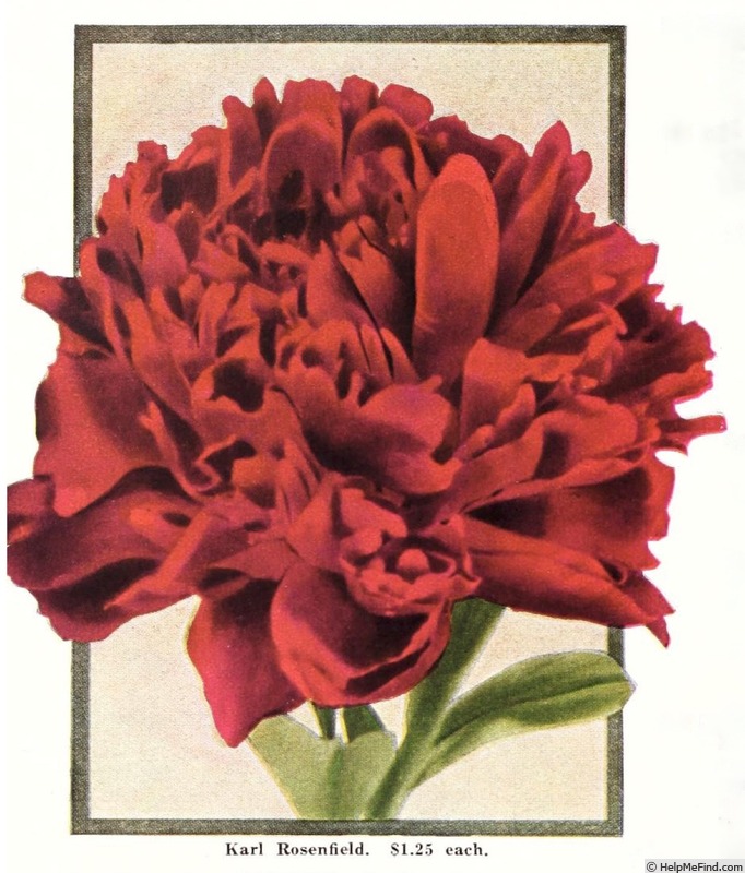 'Karl Rosenfield' peony photo