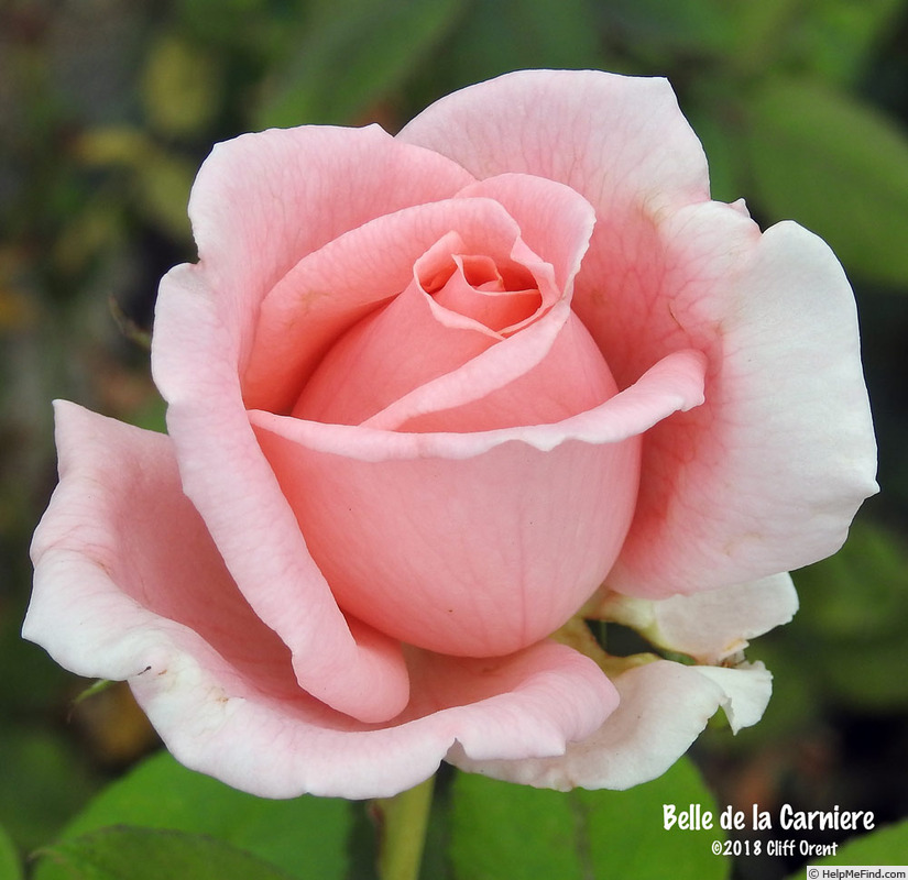 'Belle de la Carnière ®' rose photo