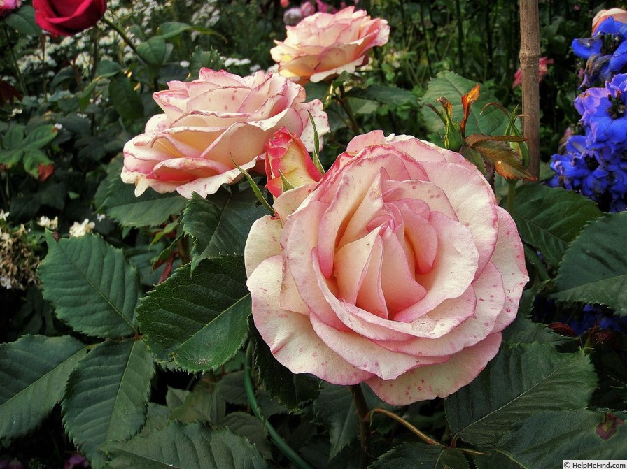 'Perfume Kisses ®' rose photo